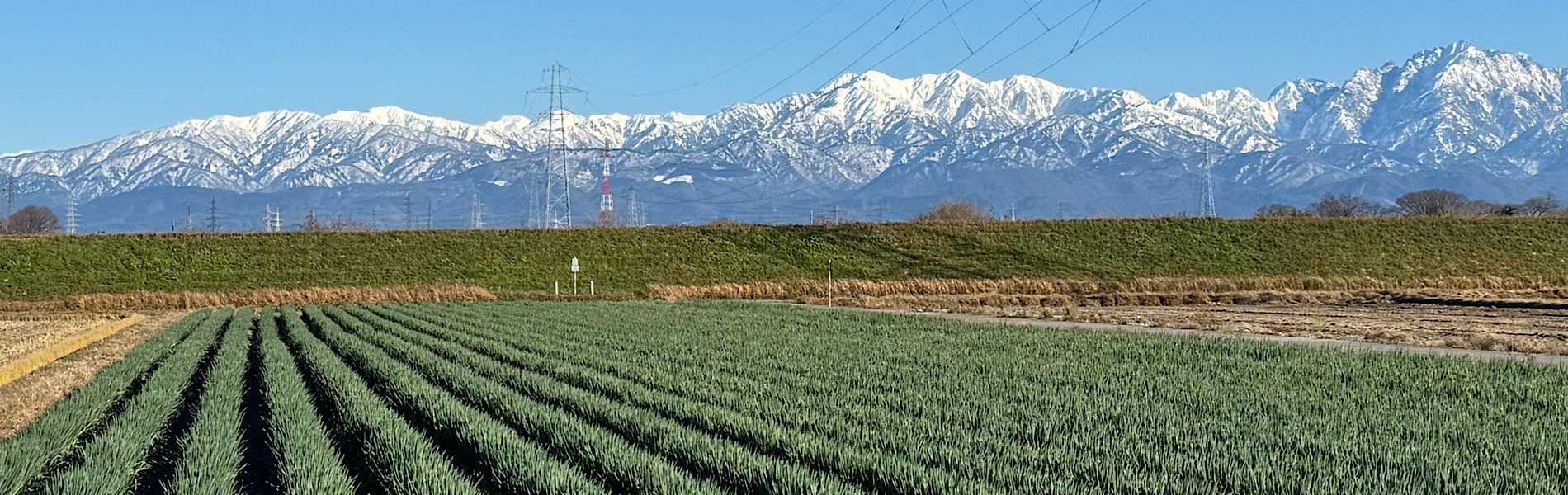白ねぎ専業農家